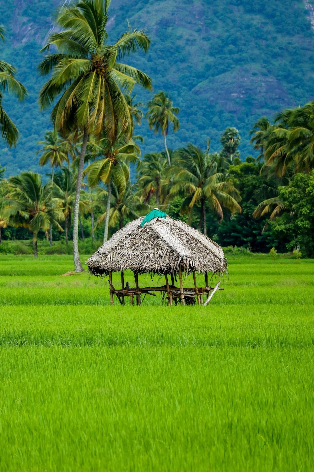 Beautiful Paddy Field Image